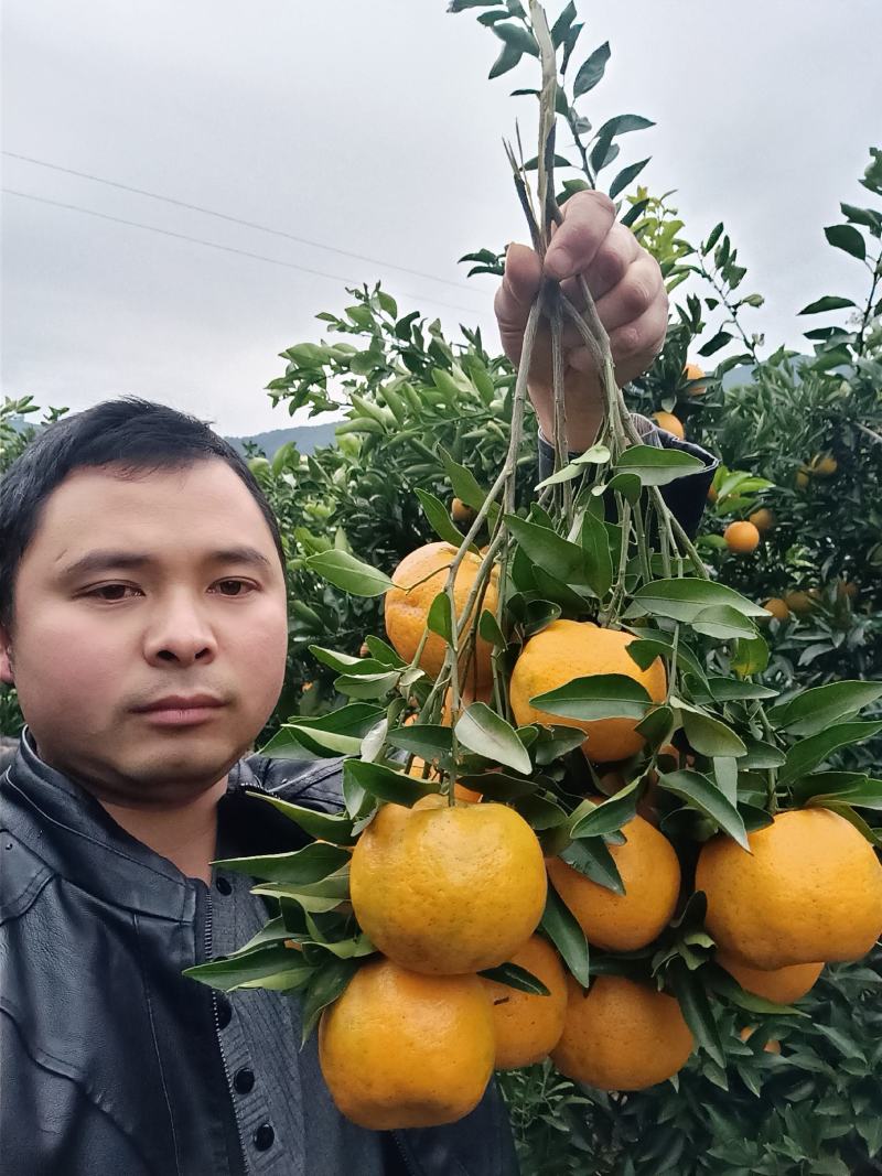 橙子秭归甜橙当季采摘