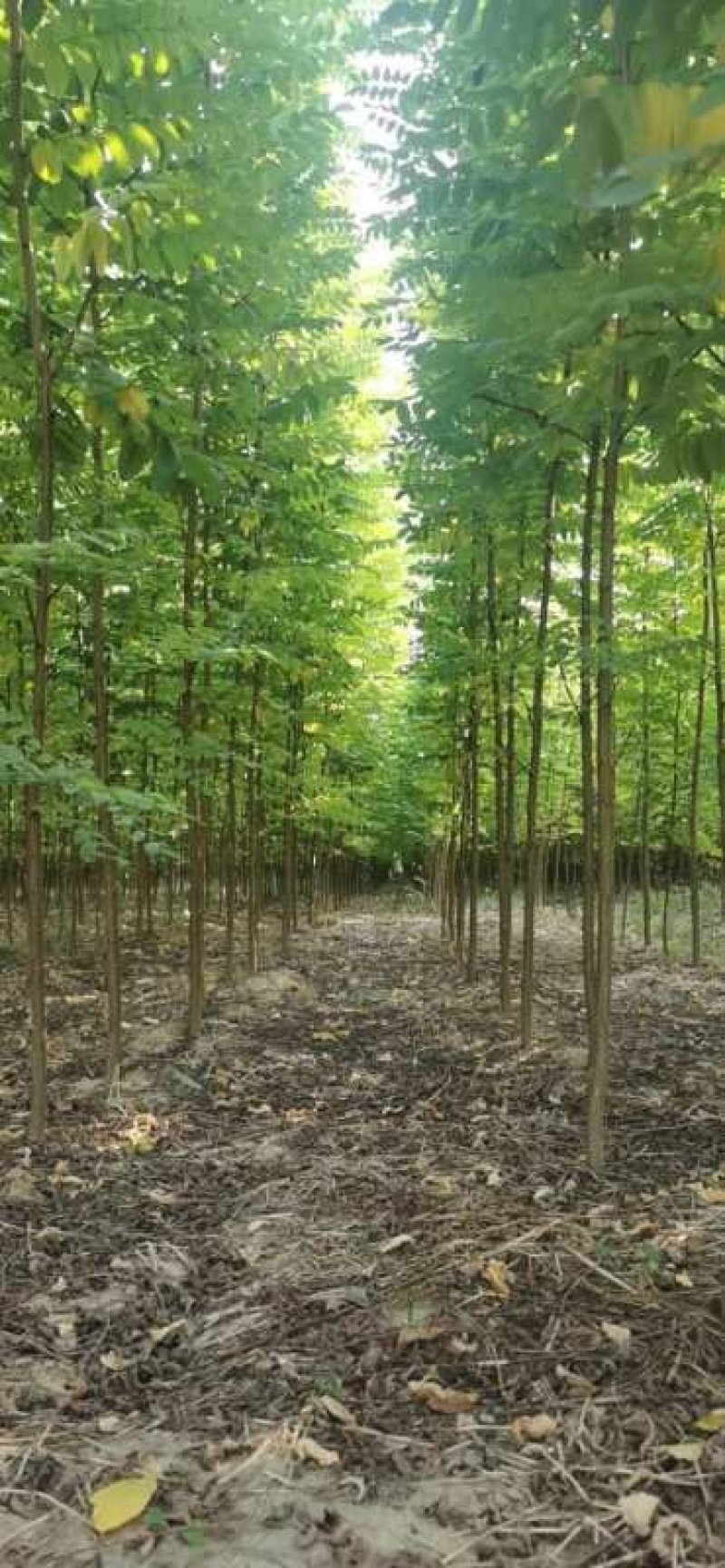新品种无刺槐，速生刺槐6公分起成活率高，货源充足
