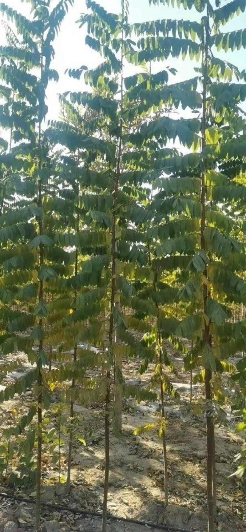 新品种无刺槐，速生刺槐6公分起成活率高，货源充足