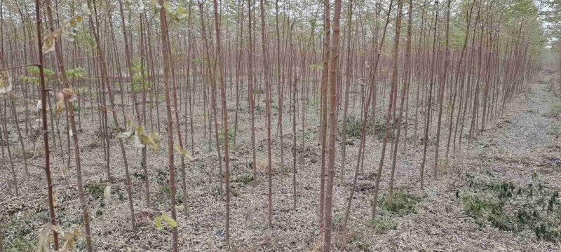 新品种无刺槐，速生刺槐6公分起成活率高，货源充足
