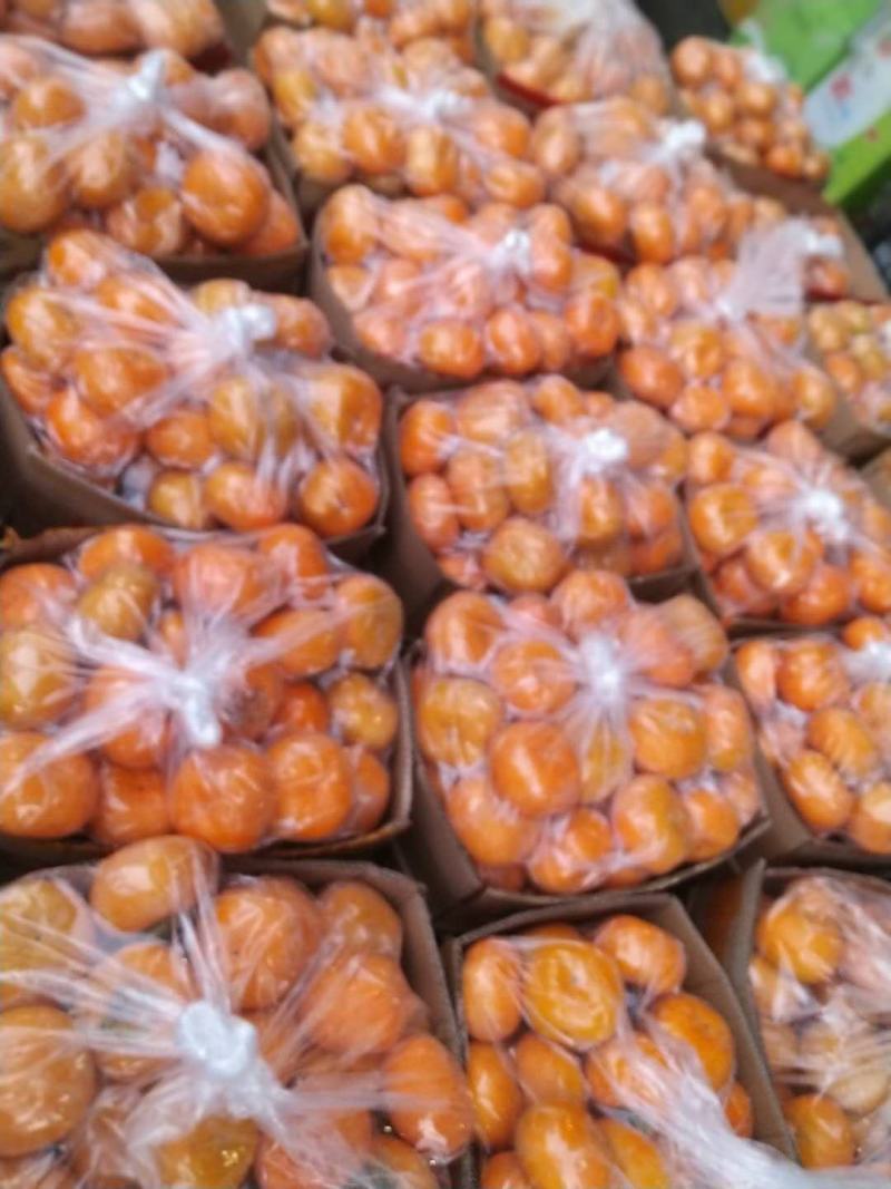 大量供应广西桂林脆柿，又甜又脆。清香纯甜