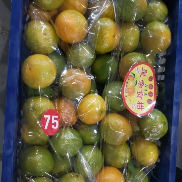 皇帝柑，量大从优！欢迎骚扰！