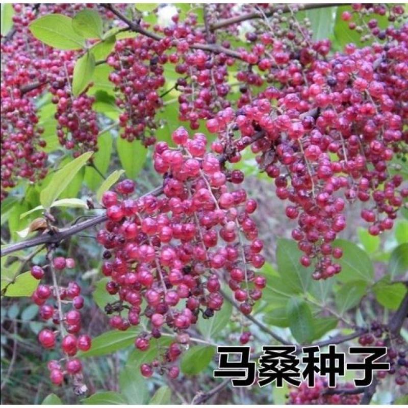 马桑种子千年红马鞍子水马桑、野马桑马桑柴种子优