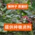 马桑种子千年红马鞍子水马桑、野马桑马桑柴种子优