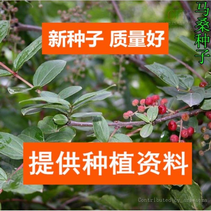 马桑种子千年红马鞍子水马桑、野马桑马桑柴种子优