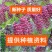 马桑种子千年红马鞍子水马桑、野马桑马桑柴种子优