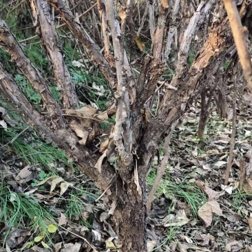 各种规格油用观赏牡丹苗