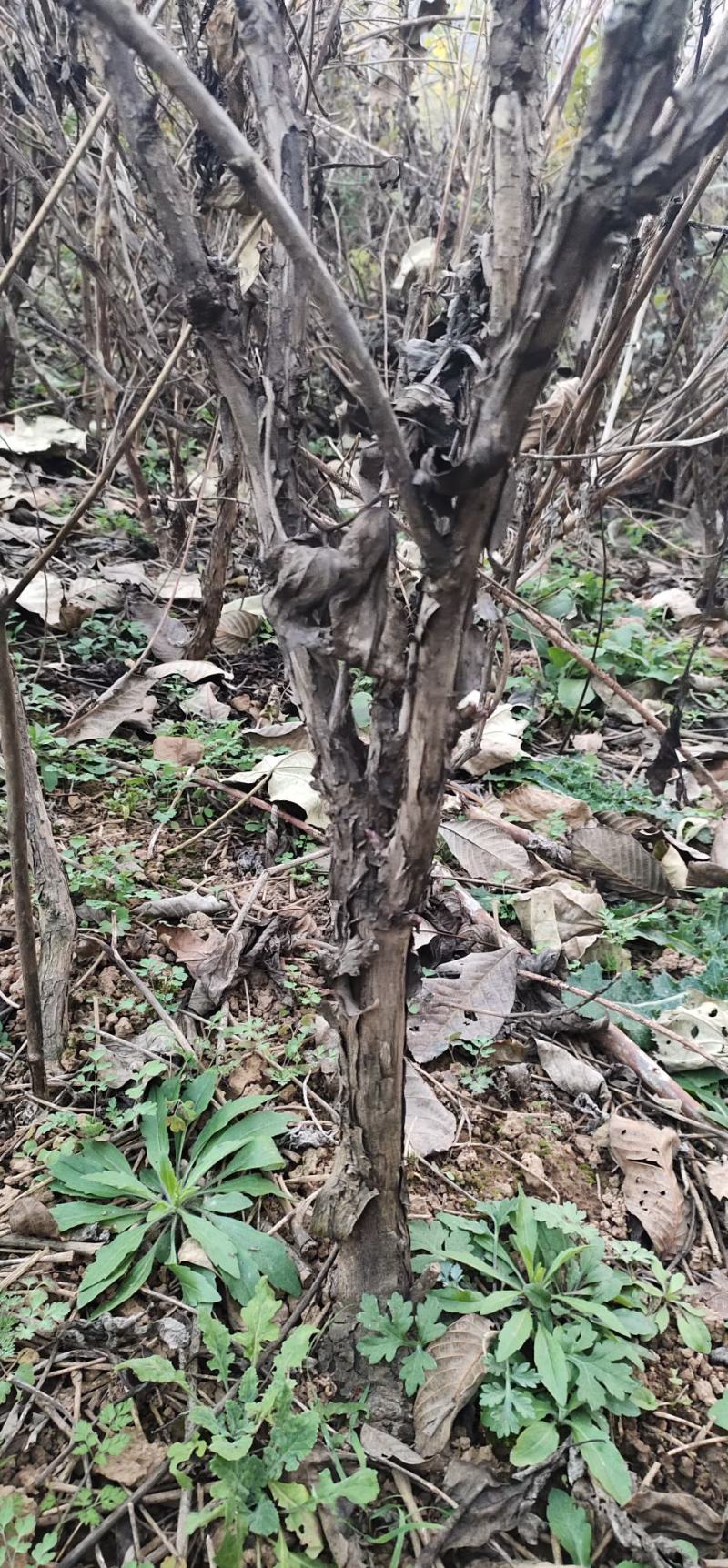 各种规格油用观赏牡丹苗