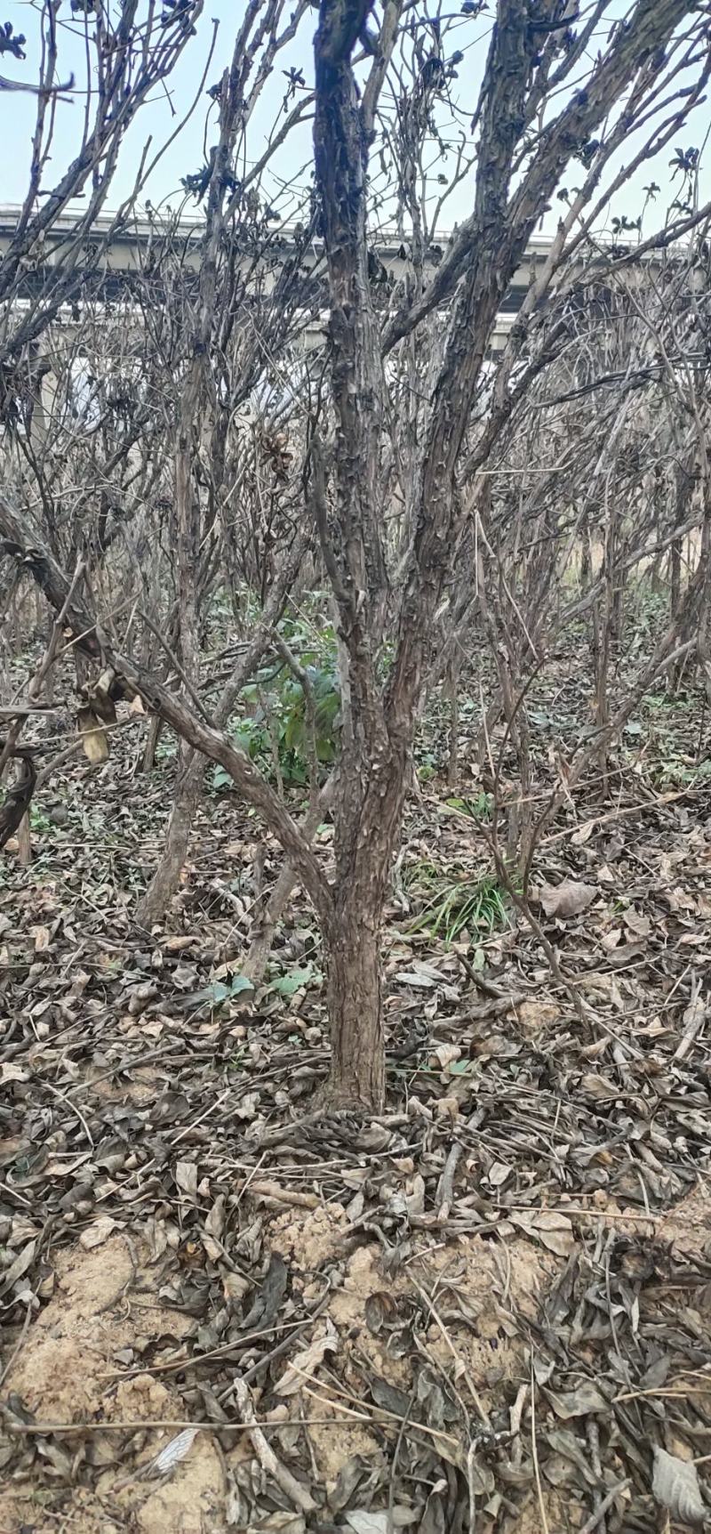 各种规格油用观赏牡丹苗