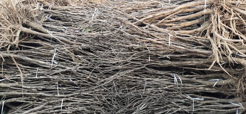 各种规格油用观赏牡丹苗