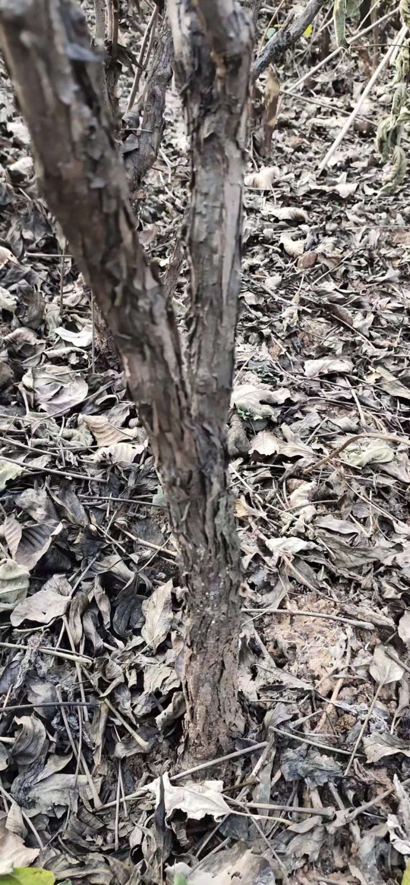 各种规格油用观赏牡丹苗