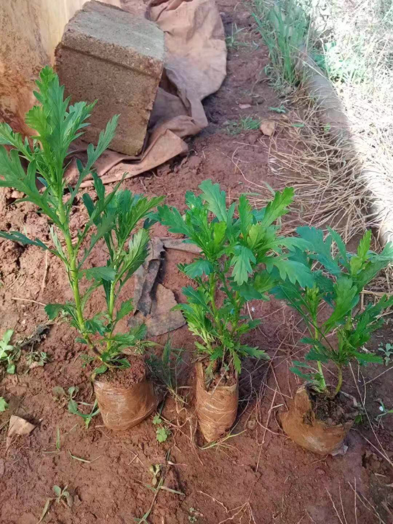 基地发货云南精品木春菊花苗庭院种植四季花卉绿化工程苗