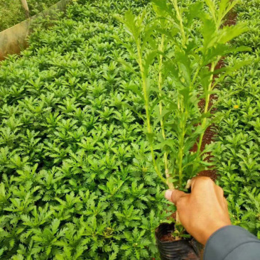 基地发货云南精品木春菊花苗庭院种植四季花卉绿化工程苗