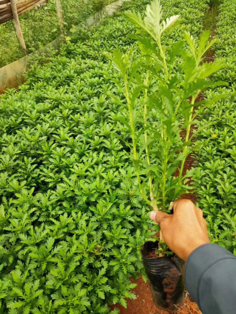 基地发货云南精品木春菊花苗庭院种植四季花卉绿化工程苗