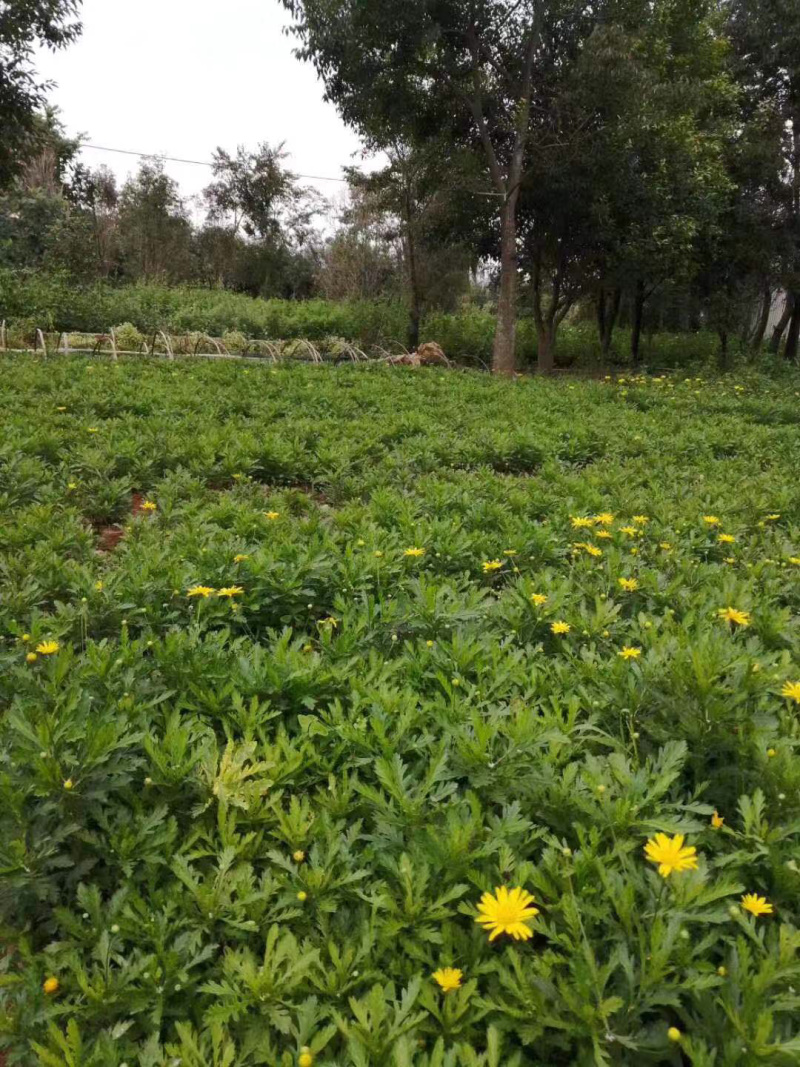 基地发货云南精品木春菊花苗庭院种植四季花卉绿化工程苗