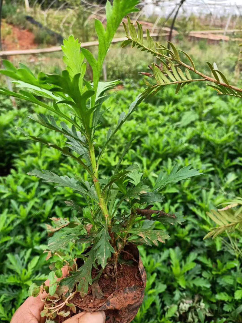 基地发货云南精品木春菊花苗庭院种植四季花卉绿化工程苗