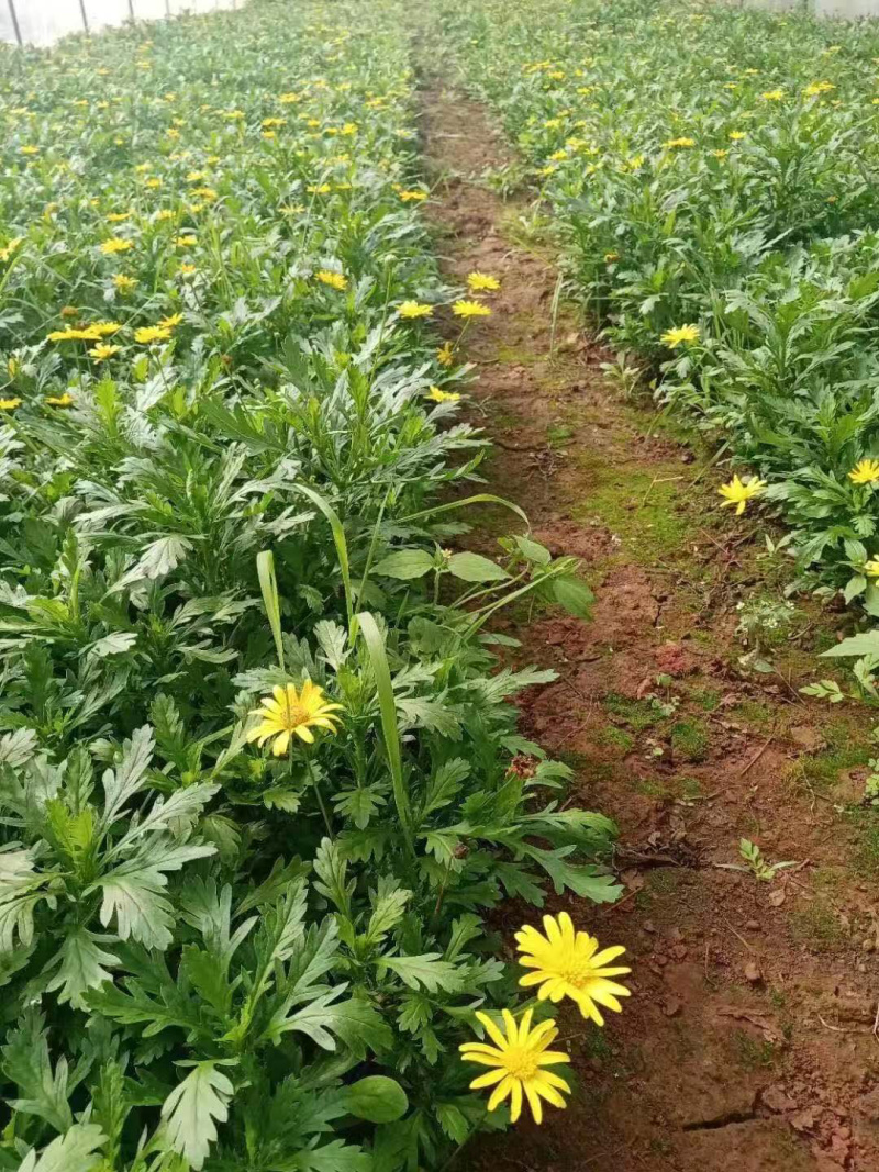 基地发货云南精品木春菊花苗庭院种植四季花卉绿化工程苗