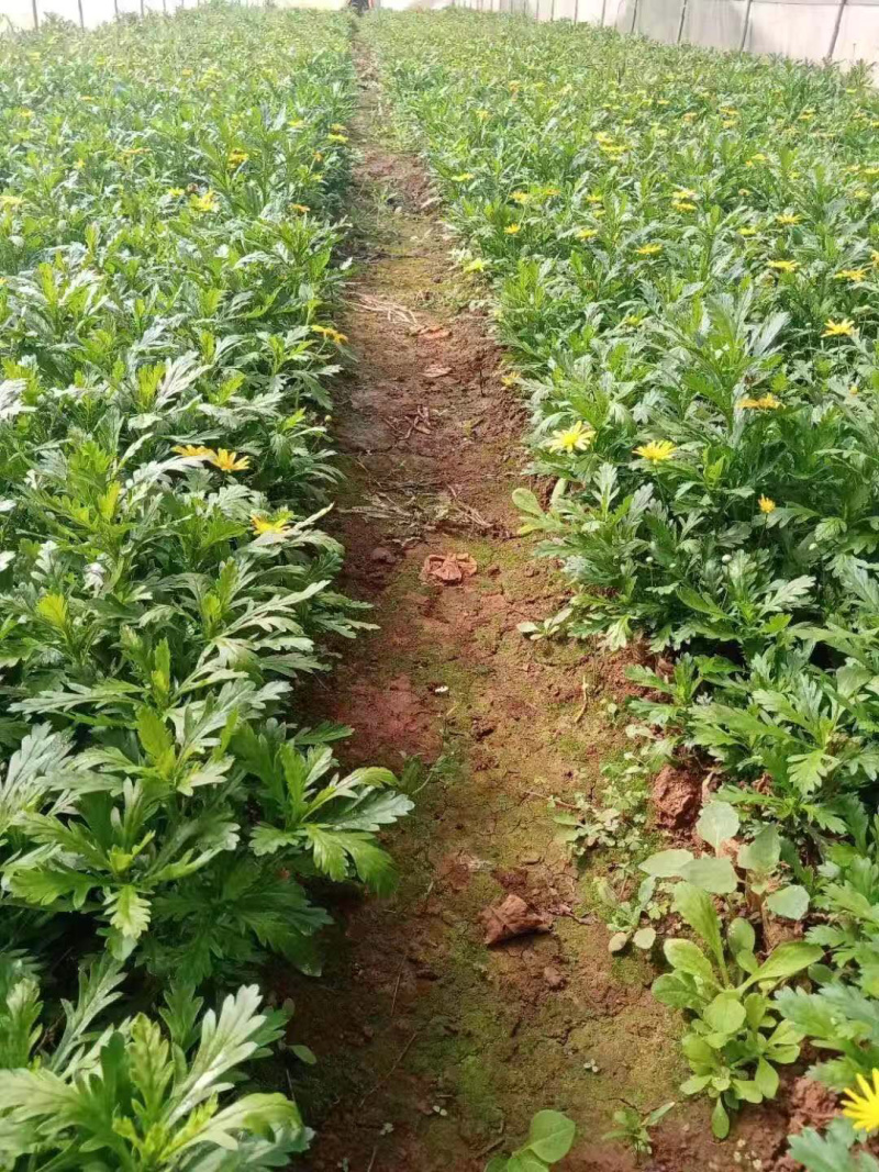 基地发货云南精品木春菊花苗庭院种植四季花卉绿化工程苗