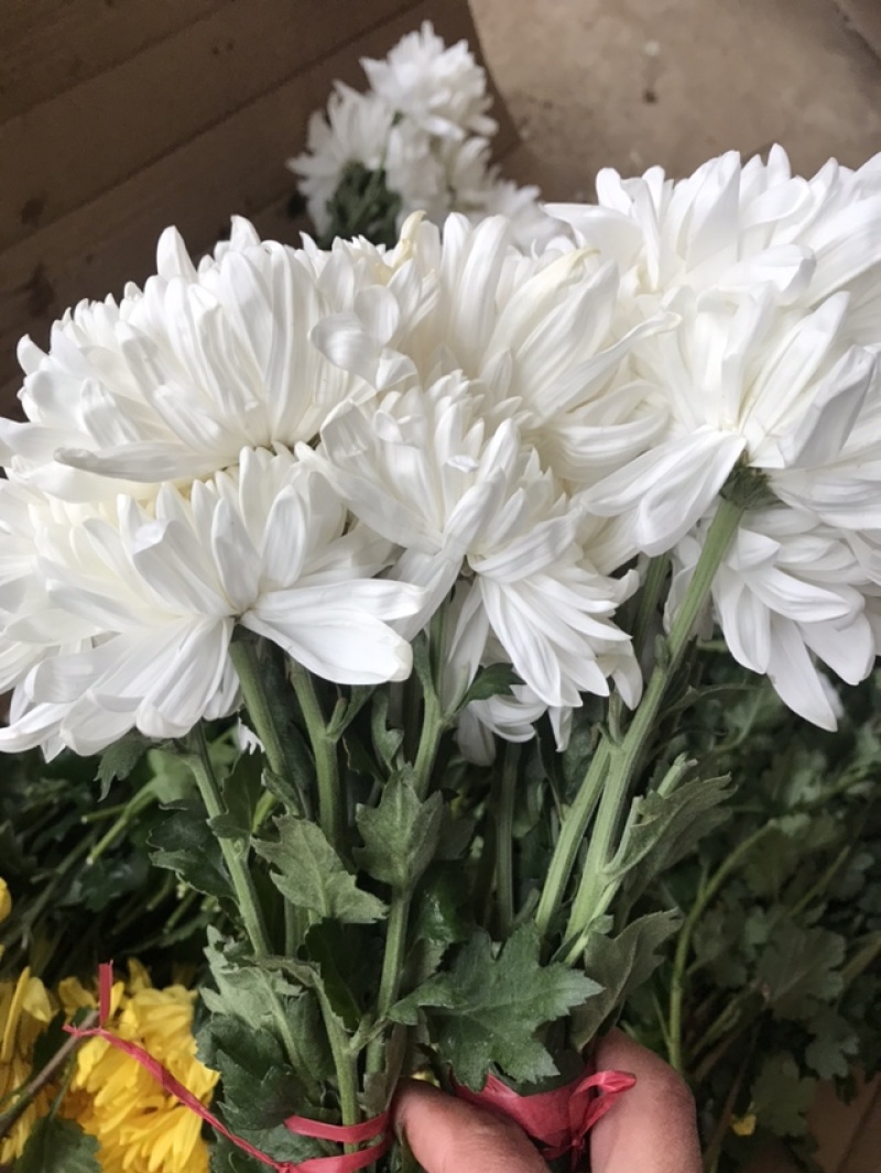 菊花菊花苗鲜菊花免费包邮龙爪菊花基地直销提供发票