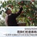 新疆阿克苏冰糖心苹果特级大果水果新鲜当季整箱斤糖心