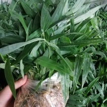 黄精苗多年生仿野生林下籽育苗