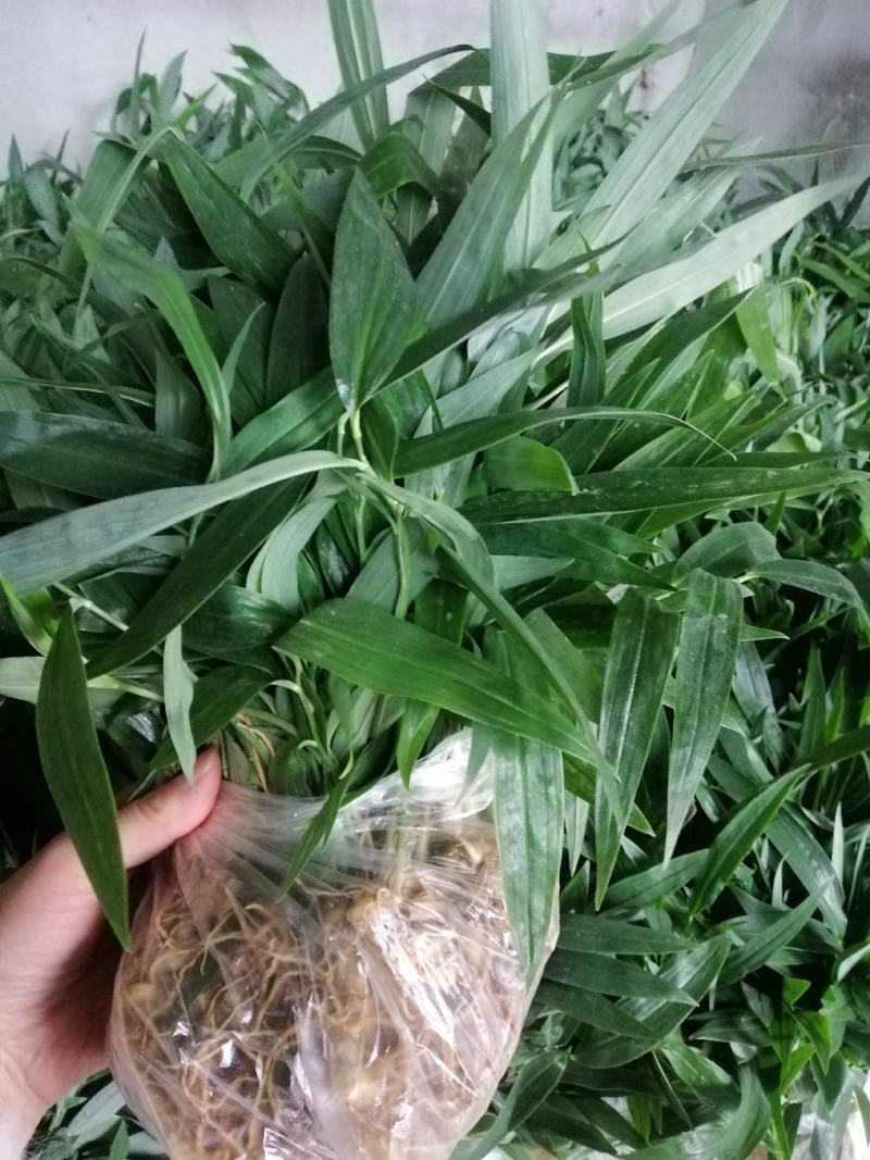 黄精苗多年生仿野生林下籽育苗