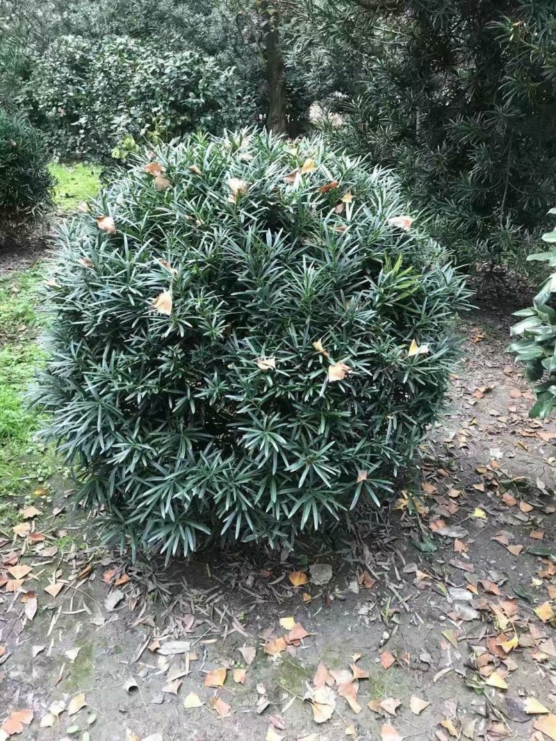 罗汉松球，80cm大罗汉松球，100cm大罗汉松球