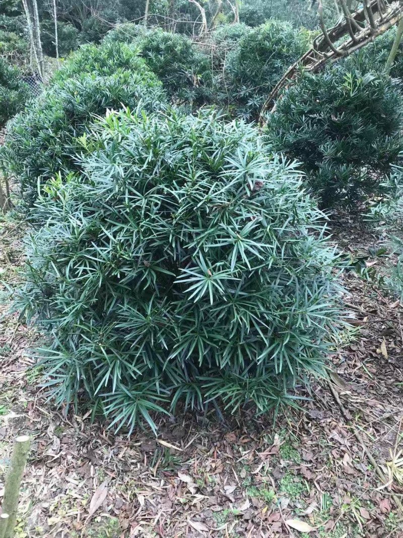 罗汉松球，80cm大罗汉松球，100cm大罗汉松球