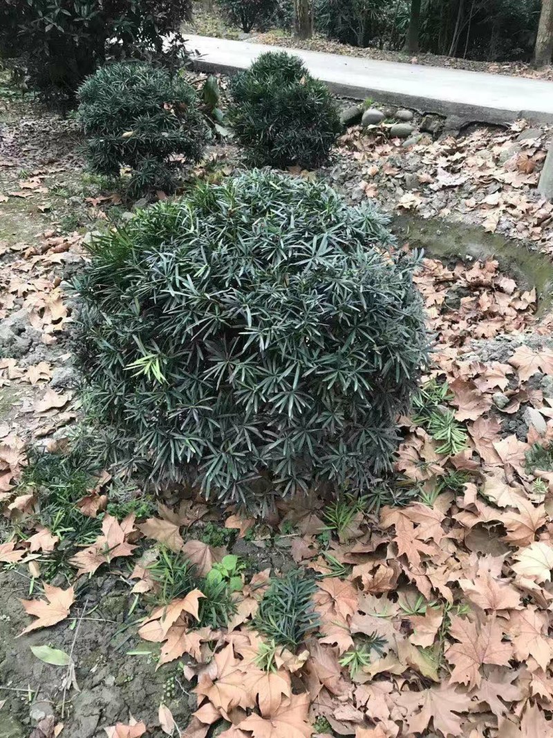 罗汉松球，80cm大罗汉松球，100cm大罗汉松球