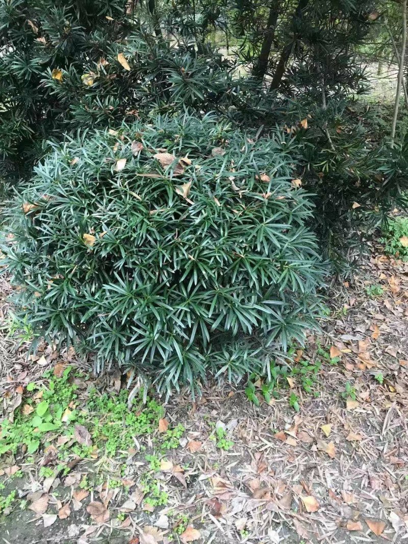 罗汉松球，80cm大罗汉松球，100cm大罗汉松球