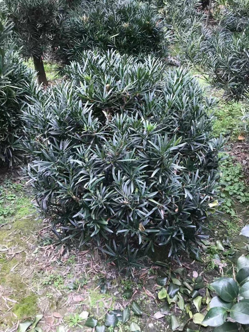 罗汉松球，80cm大罗汉松球，100cm大罗汉松球