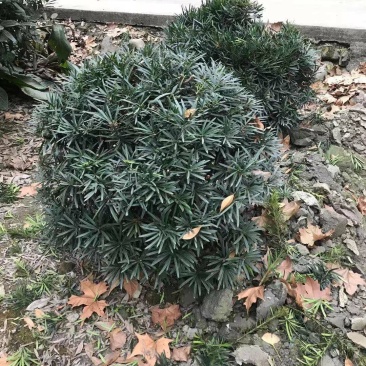 罗汉松球，80cm大罗汉松球，100cm大罗汉松球