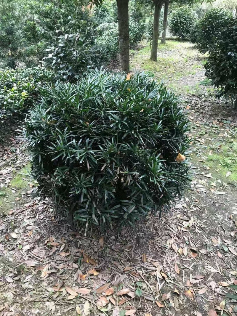 罗汉松球，80cm大罗汉松球，100cm大罗汉松球
