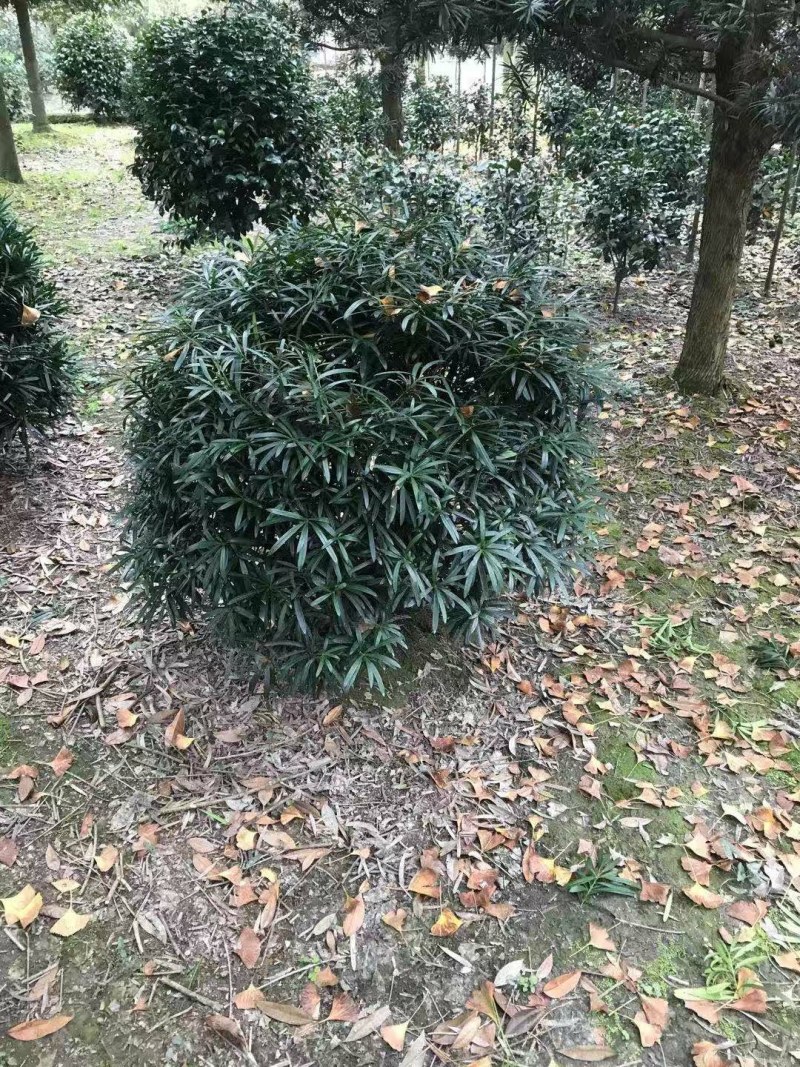 罗汉松球，80cm大罗汉松球，100cm大罗汉松球