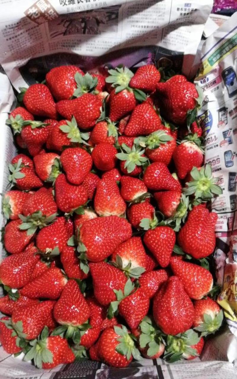 甜查理草莓大量现货上市