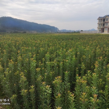 大量杨梅苗出售，乌梅，东魁，台梅。