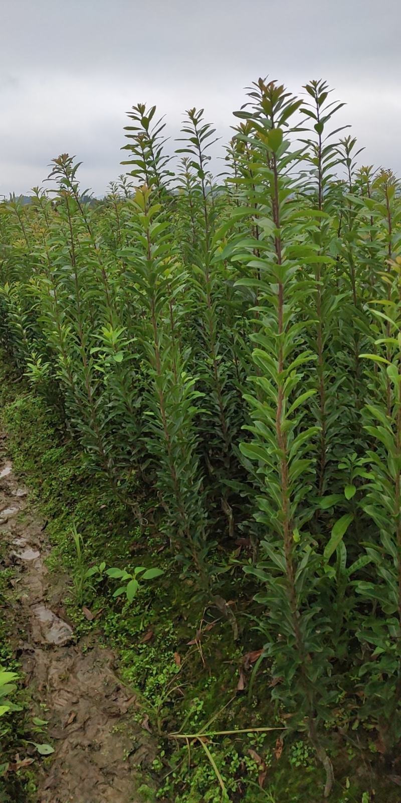 大量杨梅苗出售，乌梅，东魁，台梅。