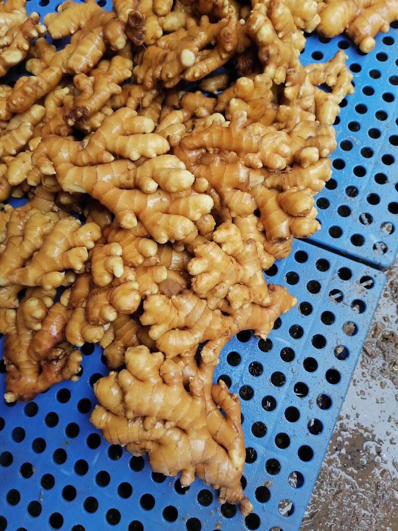 四川生姜鲜姜小黄姜产地直销保质保量全国物流发货