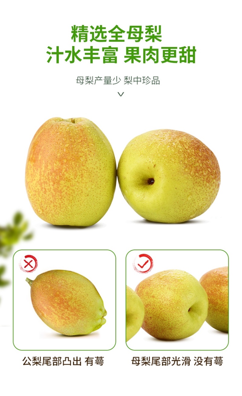 新疆库尔勒香梨时令新鲜水果精选家庭装净果