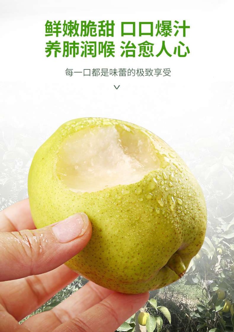 新疆库尔勒香梨时令新鲜水果精选家庭装净果