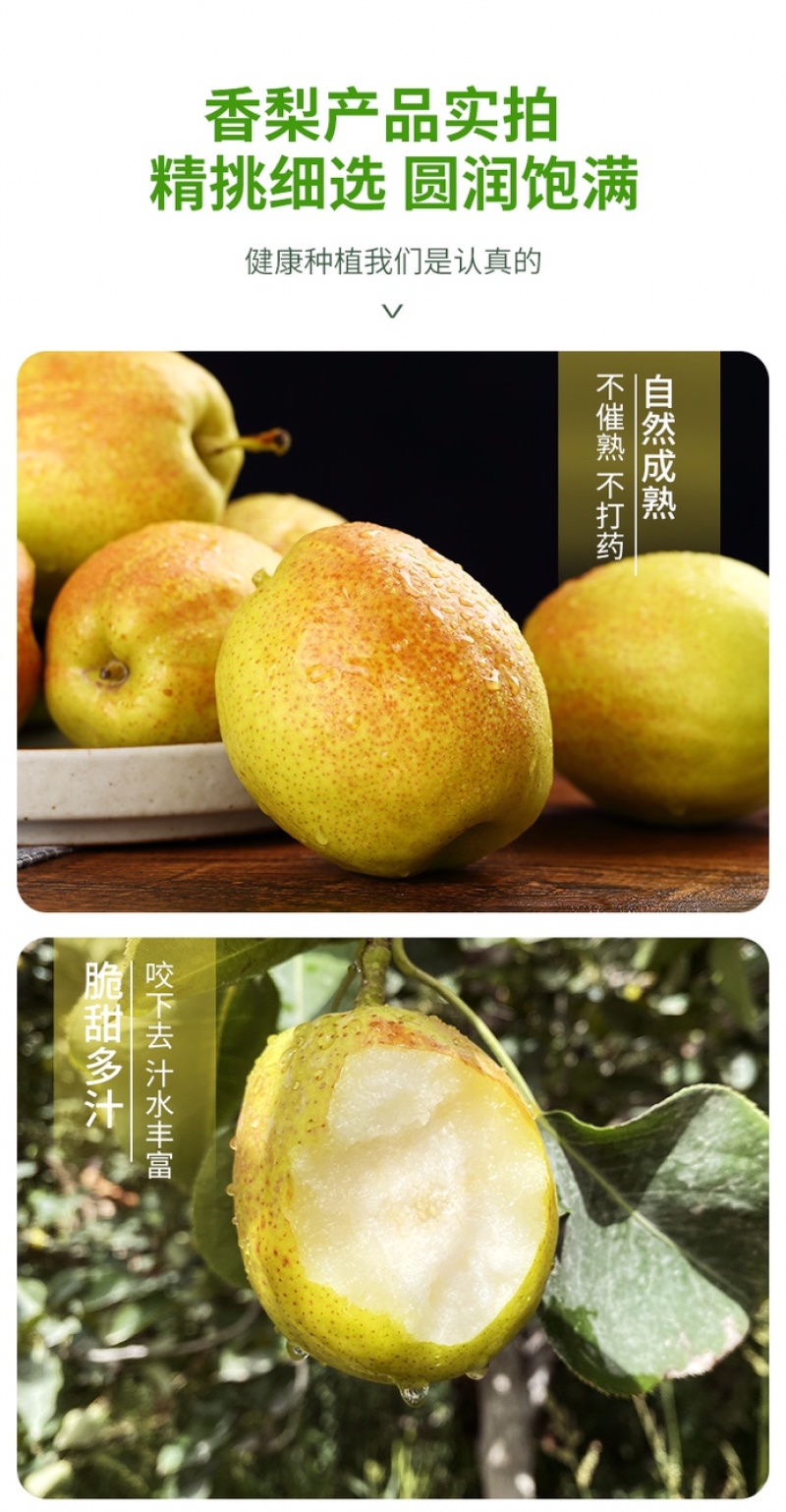 新疆库尔勒香梨时令新鲜水果精选家庭装净果