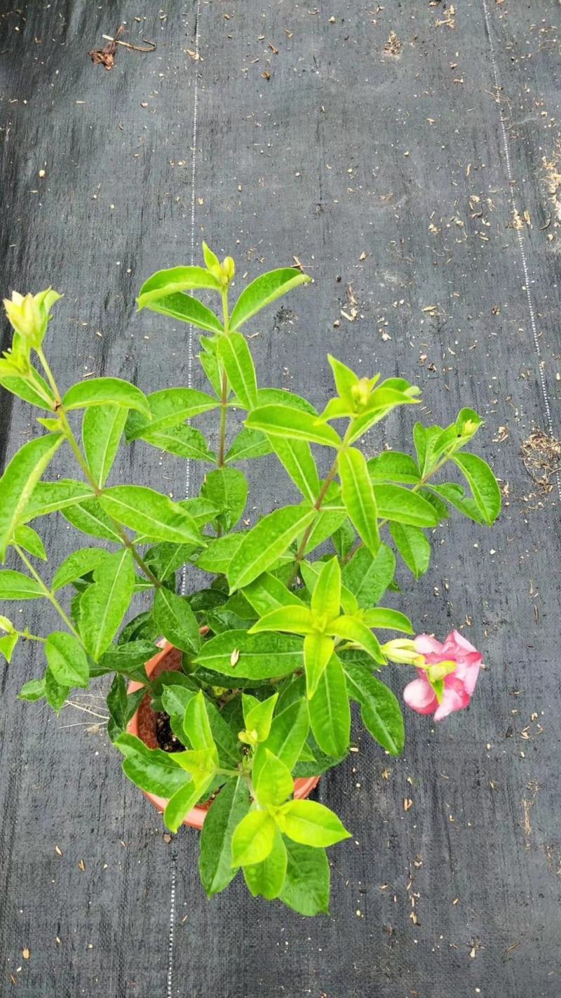 各规格盆苗紫蝉基地直销