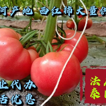 【促销】硬粉山东西红柿商河西红柿番茄现摘基地直销