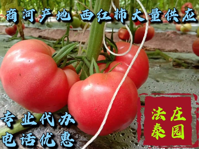 【促销】硬粉山东西红柿商河西红柿番茄现摘基地直销