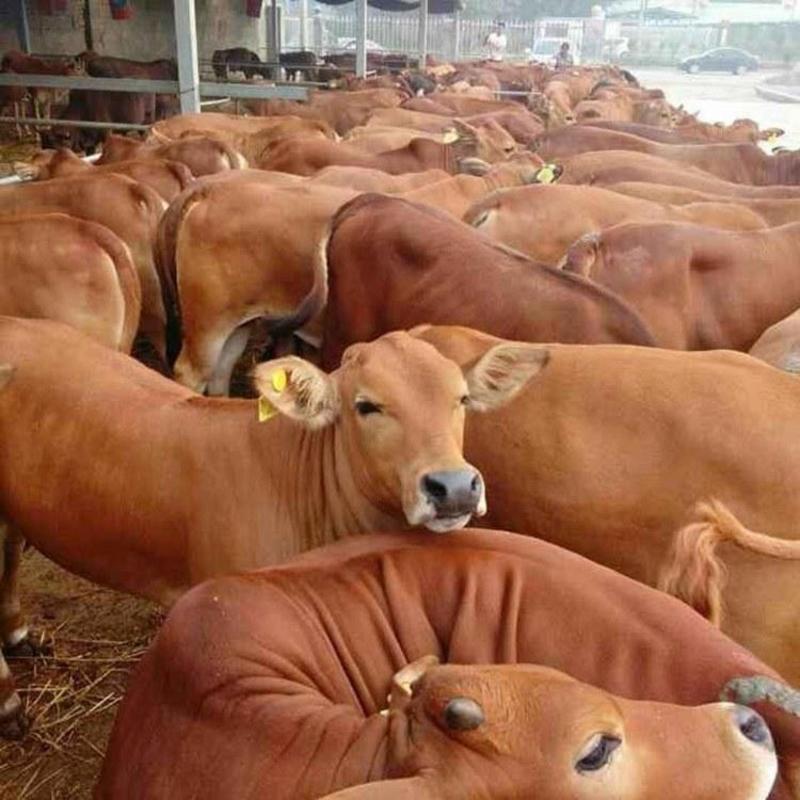 黄牛犊肉牛犊鲁西黄牛牛犊改良肉牛南阳黄牛免费送货