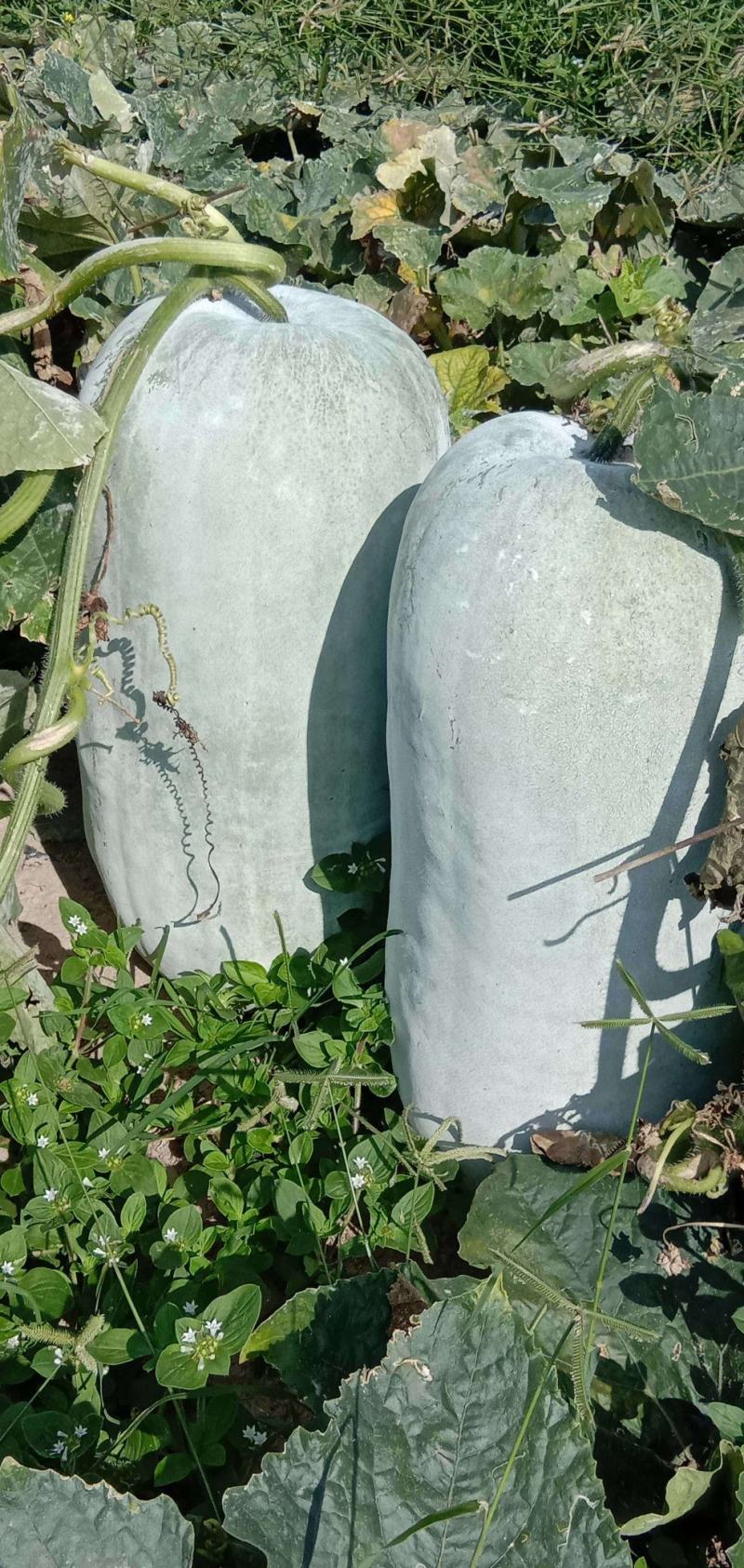 【甄选推荐】海南精品白皮冬瓜颜色白瓜型饱满耐运输