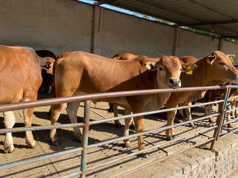 西门塔尔肉牛免费送货货到付款肉牛养殖技术