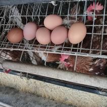 新鲜红鸡蛋无抗蛋自产自销无中间商寻江西附近长期供货