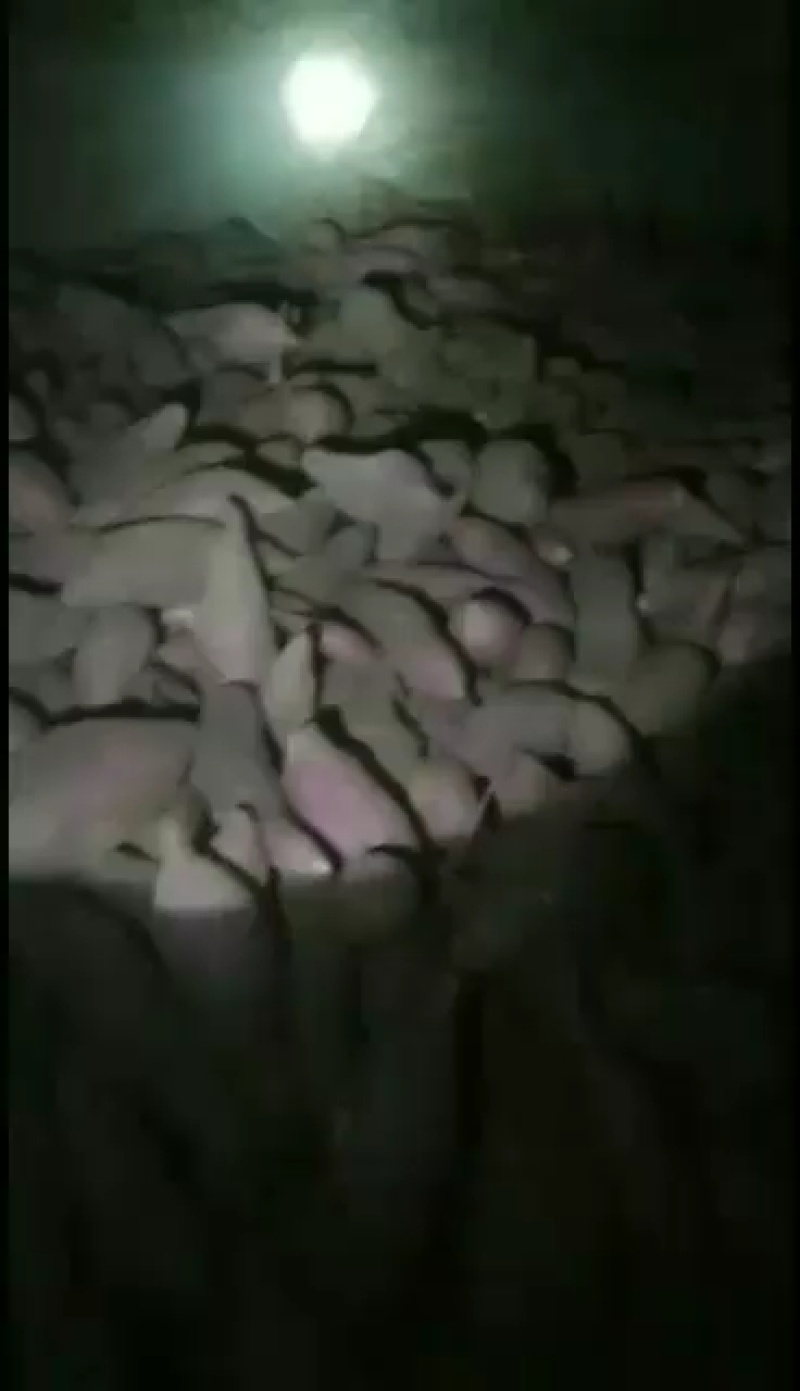 西瓜红，屋存，窖存红薯通货，商品薯开始出货中，可以分拣，