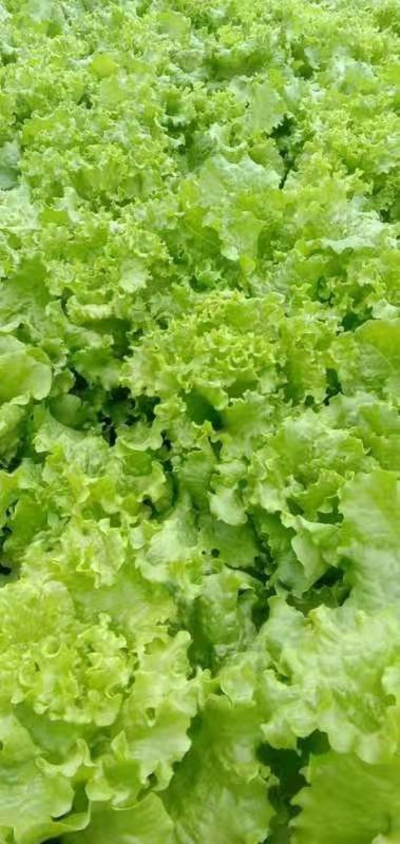 无公害花叶生菜5两7两欢迎新老客户前来收购。